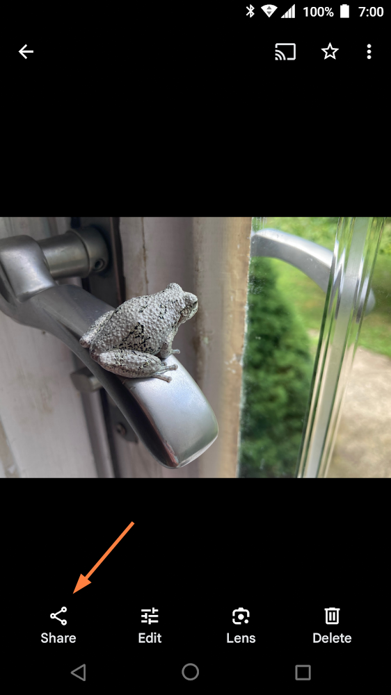 Frog2.png